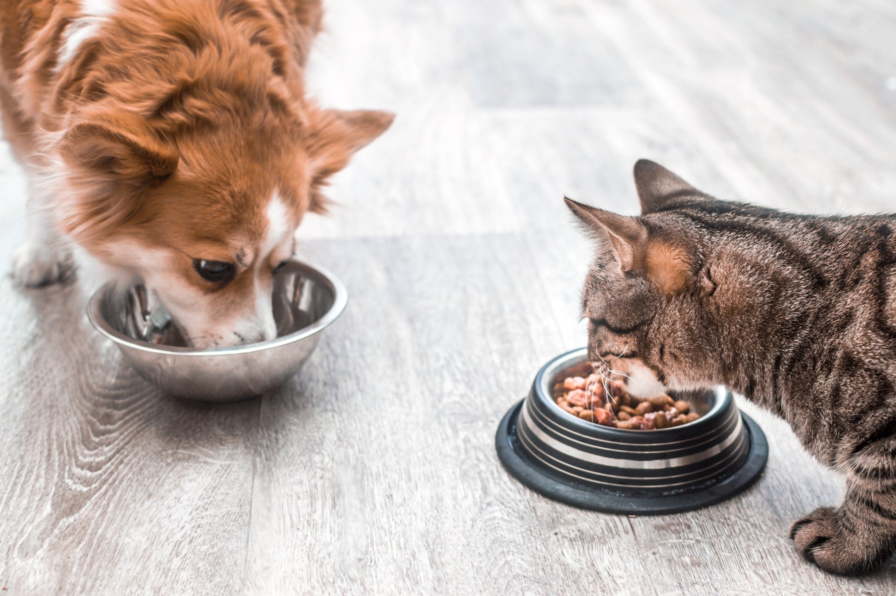 Salute attraverso l'alimentazione: il segreto per un animale domestico felice