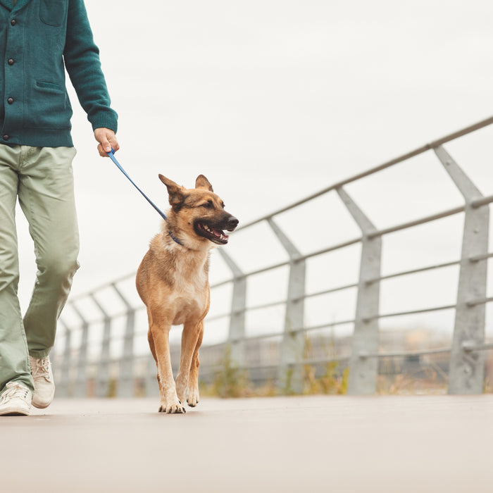 Di quanto esercizio ha bisogno un cane al giorno?