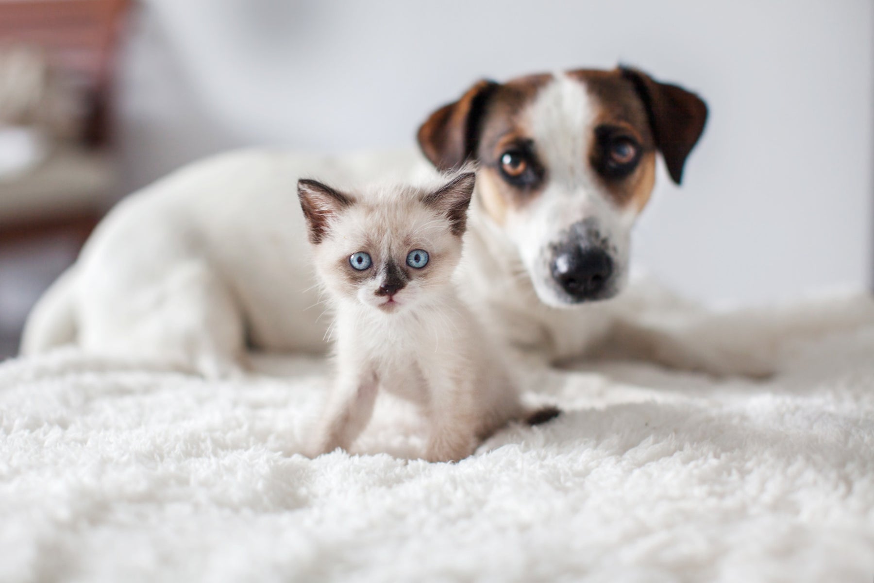 Cosa hanno in comune cani e gatti quando sono cuccioli?