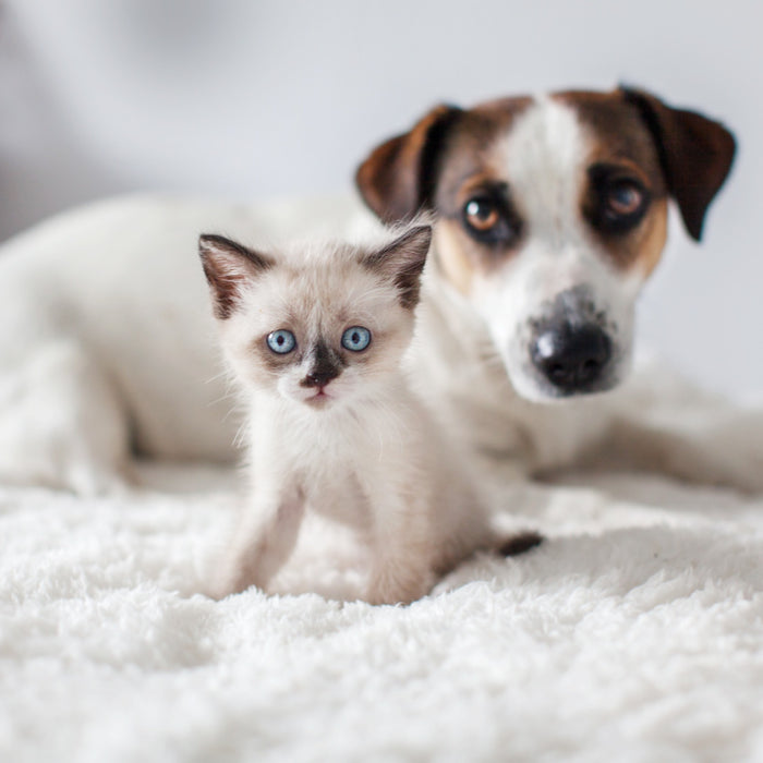 Cosa hanno in comune cani e gatti quando sono cuccioli?