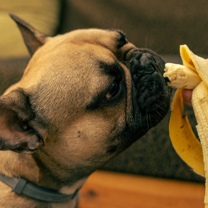 I cani possono mangiare la banana?