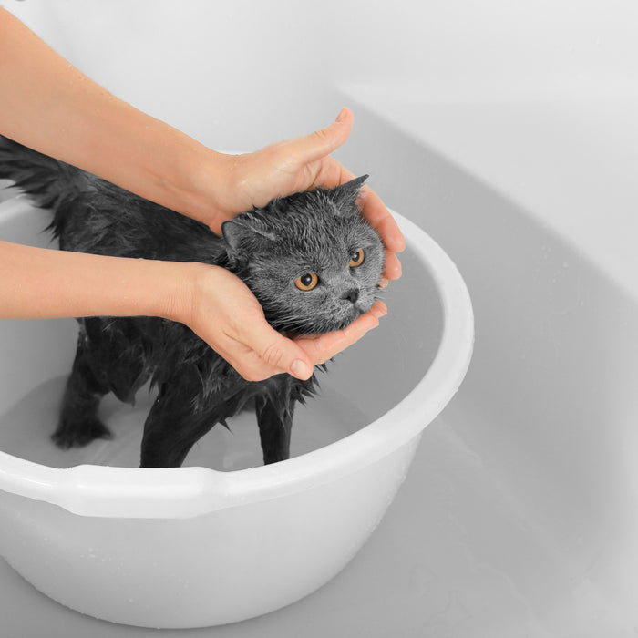 A che età si può fare il bagno a un gatto adulto e a un cucciolo?