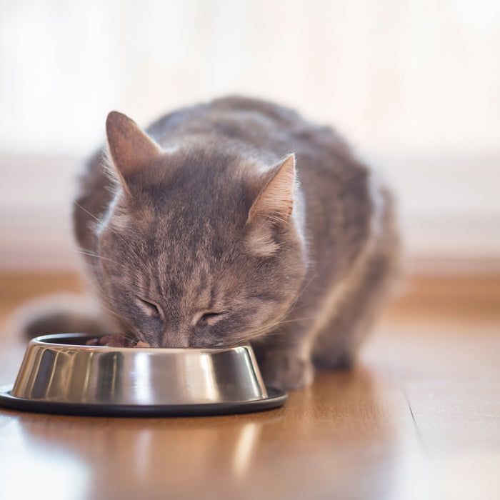 Cibo umido per gatti, un alimento fondamentale per l'idratazione del gatto