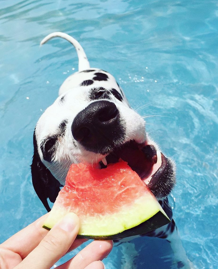 “A Pelo D’Acqua “ a Carrù: inaugurata con successo la piscina per cani