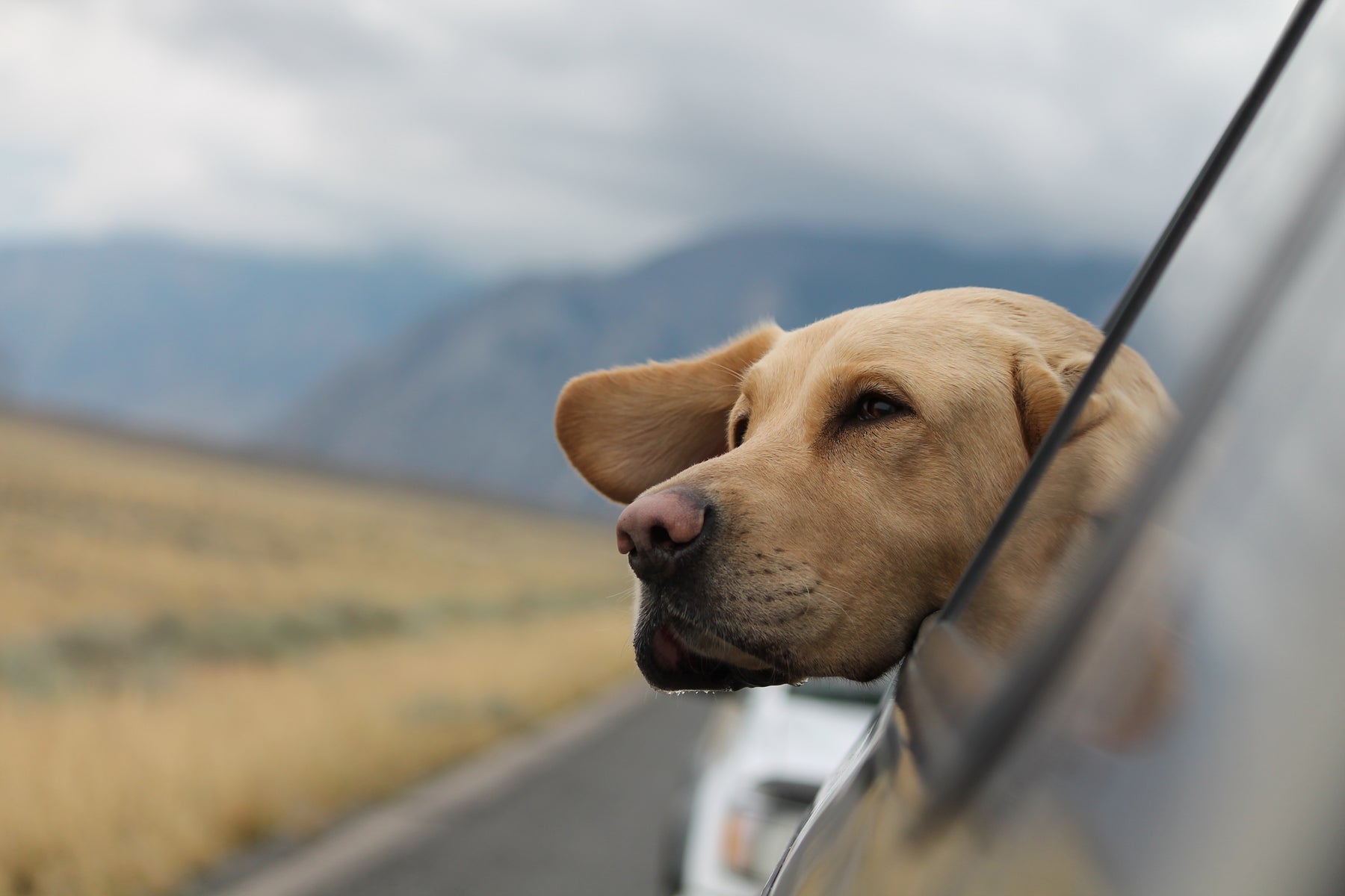 Perchè i cani mettono la testa fuori dal finestrino dell'auto?